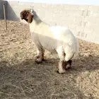 جذع فحل صنف نعيمي ادبس فاخر