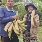 شتلات موز أنياب الفيل نادر طلبية من تايلند