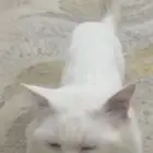 قطه