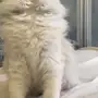 قط شيرازي