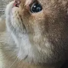 ذكر سكوتش فولد للبيع