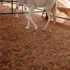 حشوان للبيع