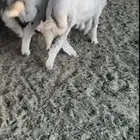 للبيع طليان حريه طيبه