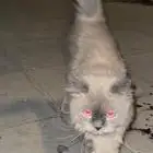 قط بيت ضايع او للتبني