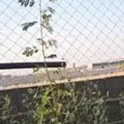 شتلات كبيره القرض الافريقي