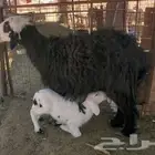 نعجة نجدية طيبة تحتها رخلة