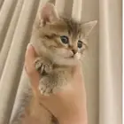 قطط سكوتش للبيع بعمر شهرين