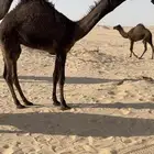 قعود سلاله عشيو المناع موقع جنوب الخن