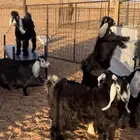 ( تم البيع ) تيس عوارض فل شحم