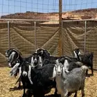 للبيع معزا مقنوي فيهن دفع ومضاريع