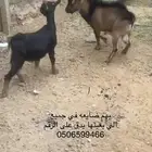 بهم ضايع في جميع بيشه