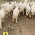 مناسباتكم خرفان وتيوس حشوان وحسلان