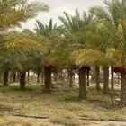 مطلوب مزارع نخيل للاجار