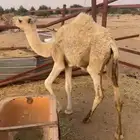 بكره شحم