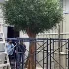 شجرة زيتون