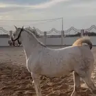 فرس شعبيه تنافس الواهو