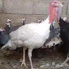 ديوك رومى