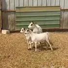 عنز تحتاها 2 تيوس ذبايح