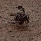 حر تام للبيع