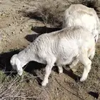 رخله للبيع لا يجي إلى الصامل