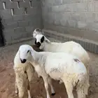 للبيع سواكن تربيه ولحمه شرط
