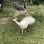 طاووس ابيض