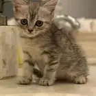 قطط للبيع