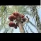 نقوم بشغل جميع انواع النخيل وتركيب الشبوك بأنواعه