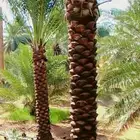 نخل جده مكه جميع انواعه يتوفر لدينا وجميع المقاسات