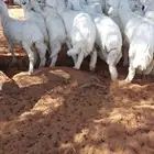 20 هرفي حريات البيع سمح ومستعجل اخر واحد يربح
