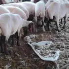 حلاق غنم مكينه نطلع أي مكان