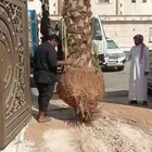 نقل نخل واشنطني وعربي ازالة نخل قص شجر
