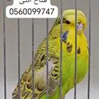 للبيع انثى باجي مستوى حلو من ساسات قويه