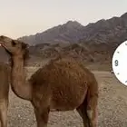 قعود بري مشروط