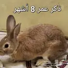 أرانب بلدي للبيع العدد 4