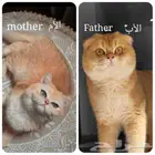سكوتش فولد وسكوتش ستريت ...تم البيع