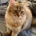 قطه شيرازي للبيع