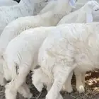 طليان حريات .. سواكني.. تيوس