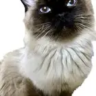 قطط هملايا وشيرازيه