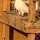 حمام ذكر قطيفي غره