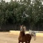 مهره عربيه شعبيه