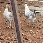 دجاج بلدي عمر 4 شهور