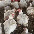 مشرف مزارع الدواجن ابيض تسمين لحم خبره عاليه في هذا المجال