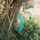 نخيل نوايع نادره راما وقنطار نبتت الحصان حوشانه