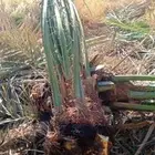 يوجد لدينا جميع انواع النخيل والتوصيل الا جميع أنحاء الممل