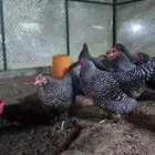 دجاج الامروك الامريكي