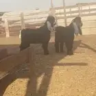 تيس عارضي صنف