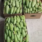 كوسا بسعر الجمله من المزرعه مباشره