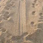 رمل  أبيض رمل احمر زيرو بحس دفان بلات رمل الياسري