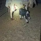 نعجه مشروكه والد